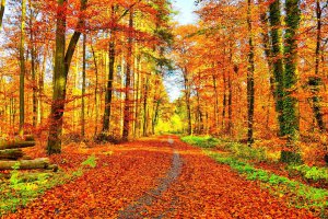 1569485788_golden-autumn-3651134_960_720